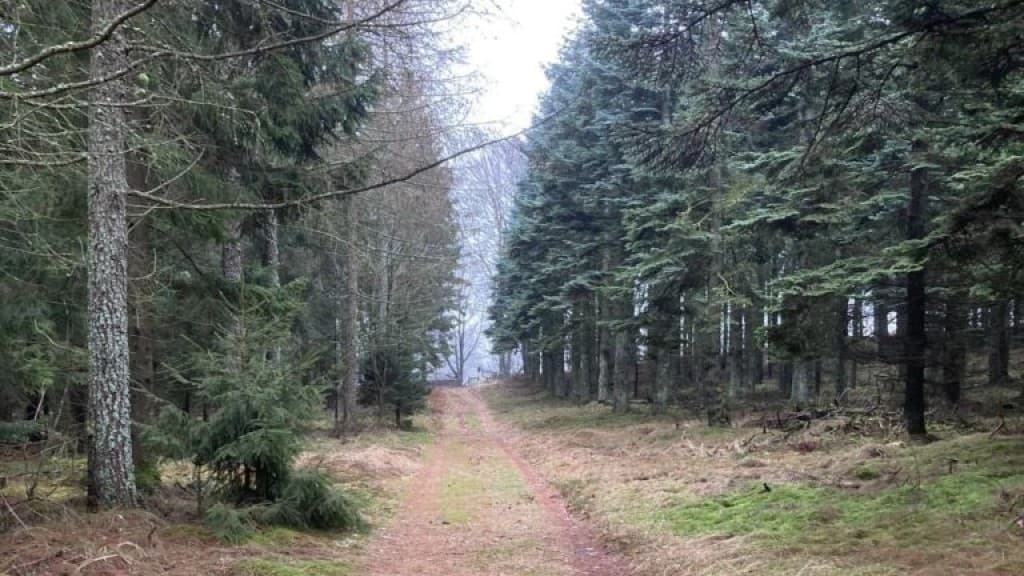 Gærum Plantage & Katsig Mose