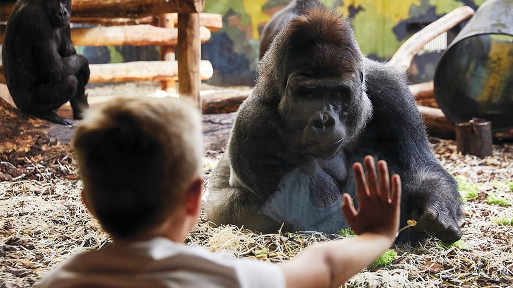 Junge streckt seine Hand nach einem großen, neugierigen Gorilla aus.